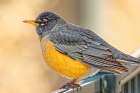 USA, Colorado, Fort Collins. American robin close-up. Art Print